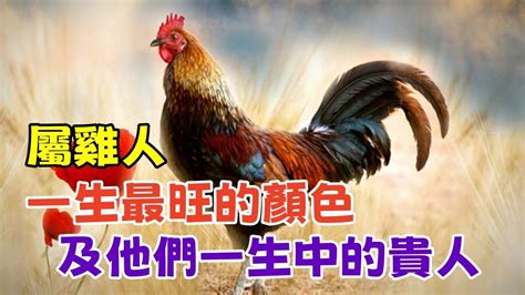 雞幸運顏色|屬雞人的幸運顏色是什麼？深入解析與運用指南